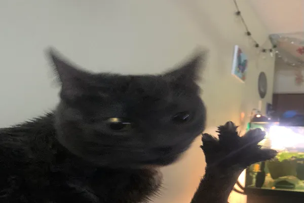 Cursed Cat Memes With Shareable Images
