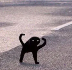Cursed Black Cat Meme