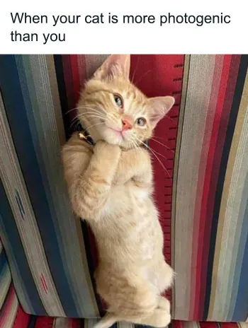 photogenic cat meme