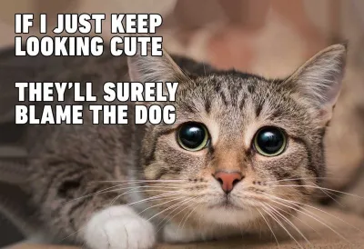 funny dog cat meme