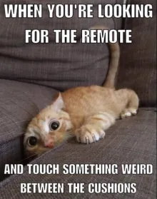 cursed cat searching for the remote