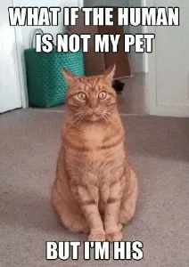 confused cat meme