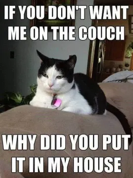 cursed cat on couch meme